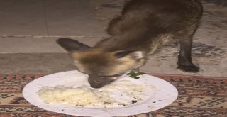 Çeşmeli Kaptan Yabani Tilki Osiyi Elleriyle Besliyor