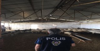 Vatandaşı Dolandırıp Çiftlik Kurdu