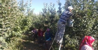 Ispartada Bu Yıl 630 Bin Ton Elma Rekoltesi Beklentisi