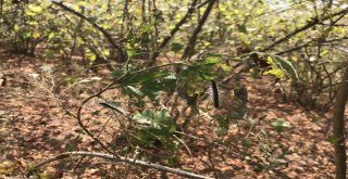 Üreticisinin Kabusu ‘Amerikan Beyaz Kelebeği Fındıkları Sardı