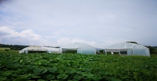 Büyükşehirin Desteklediği Seracılıkta Verim Artıyor