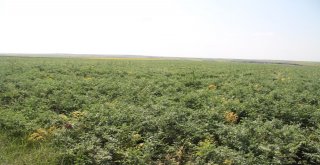 (Özel) İlk Kez Ekildi, Asker, Öğrenci Ve Mahkumları Doyuracak