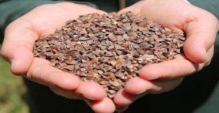 Gümüşhanede Karabuğday Hasadı Başladı