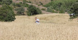 Gümüşhanede Kuşlar İçin Ekilen Tarlalar Başak Verdi