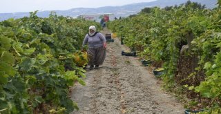 (Özel) Çekirdeksiz Üzümün Türkiyedeki İlk Hasadı Buldanda Başladı