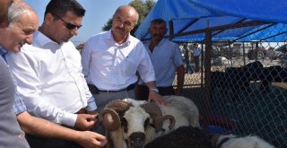 Mersinde Kurban Satış Yerleri Denetlendi