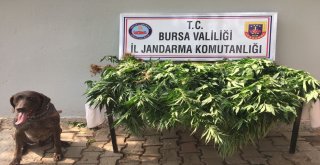 Kiralık Çiftliğe Jandarmadan Kenevir Baskını