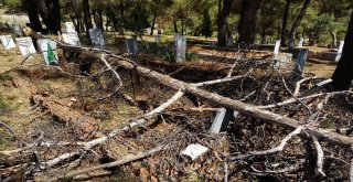 Kuruyan Ağaçlar Mezarların Üzerine Yıkıldı