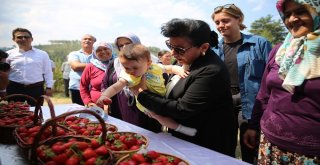 Vali Hanım Çileğinin İlk Hasadını Vali Hanım Yaptı