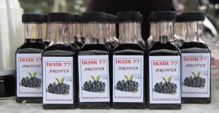 Yalovada Aronya Hasat Şenliği