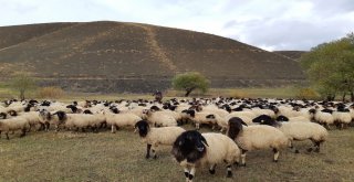 Norduz Koyunu Yetiştiricilerine Destek