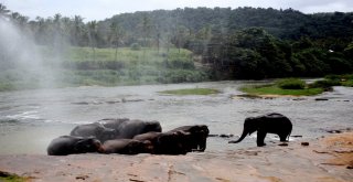 Dünyanın En İlginç Yetimhanesi: Fil Yetimhanesi