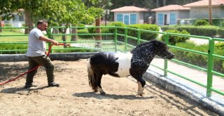 Hayvan Parkındaki Hayvanlara Sıcak Ayarı