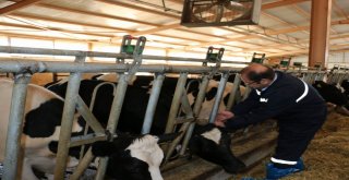 Erzincanda Şap Aşılama Kampanyası Başladı