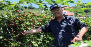 Giresunlu Çiftçi, Yenilikçi Çalışmalarıyla Örnek Oldu