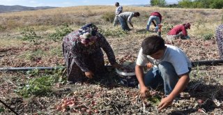 Bir Asırlık Kılıçlar Soğanının Hasadı Başladı