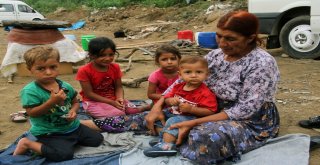 Fındık Toplamaya Gelen Mevsimlik Tarım İşçilerinin Zor Yaşam Şartları