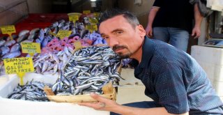 Karadenizde Ağustos Ayında Hamsi Çıktı