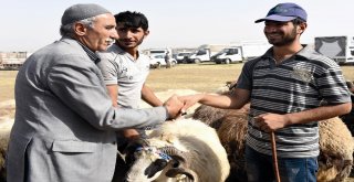 Büyükşehir Kurban Bayramına Hazır