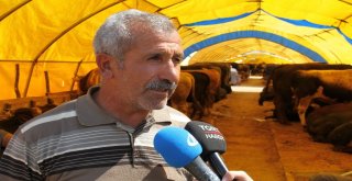 Kurban Satıcılarından Dolar Tepkisi