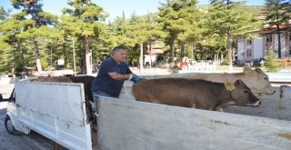 Akseki İlçesinde Genç Çiftçilere Büyükbaş Hayvan Desteği