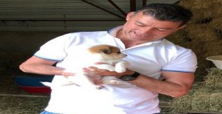 Başkan Akından Kedilere Barınak