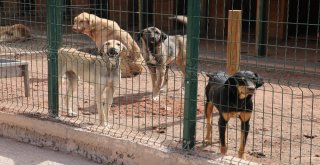 Sokak Hayvanlarına 7,5 Milyon Liralık Yeni Yuva