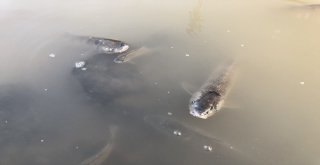 Baraj Önünde Sıkışan Balıklar Havasızlıktan Telef Oluyor