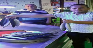 Balıkçılara Göre Palamut Yüz Güldürecek