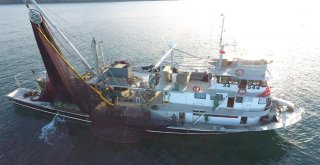 Sinopta Palamut Bereketi