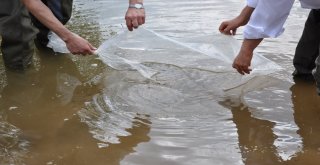 Uşakta Göletlere 100 Bin Yavru Balık Bırakıldı
