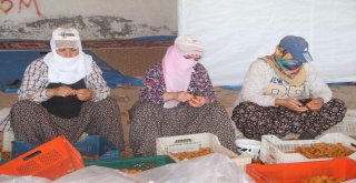 Kayısı, Kadınlar İçin İş Kapısı Oldu