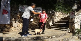 Marmariste Köpek Güzellik Yarışması Yapıldı