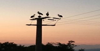 Leylek Göçü 10 Köyü Elektriksiz Bıraktı