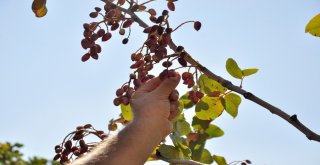 Üniversite İle Yapılan İşbirliği Fıstık Üreticisinin Yüzünü Güldürdü
