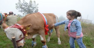 Çambaşı Yaylası Festivali 2Nci Gününde