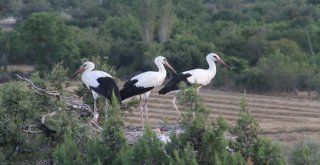 Leylekler Büyük Göç İçin Yuvalarından Uçacaklar