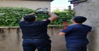 İtfaiye Ekipleri, Mahsur Kalan Hayvanları Kurtardı