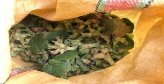 Doğu Karadenizde Fındık Hasadı Resmen Başladı