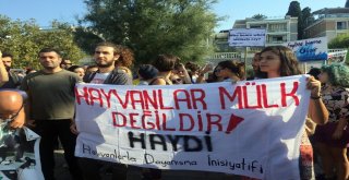 Büyükadada ‘Faytona Son, Atlara Özgürlük Eylemi