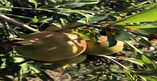 (Özel) Bitlis Ekonomisine İncir Ve Nar Desteği