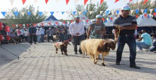 Kiliste Keçi Şenliği Düzenlendi