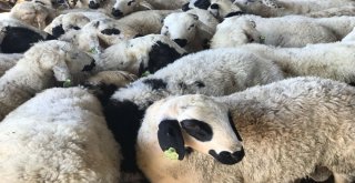 Siverekte Kurbanlıklar Satılmaya Başlandı