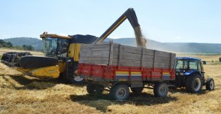 (Özel) Buğdayın Atası ‘Siyezin Hasadı Devam Ediyor