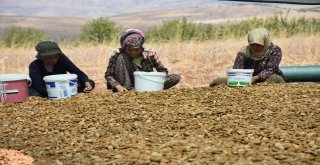 Adıyamanda Badem Üreticileri Hasattan Memnun