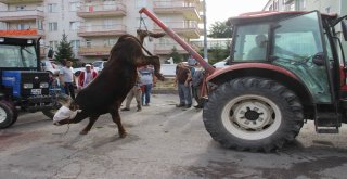 Kurbanlarını  Keserken Zor Anlar Yaşadılar