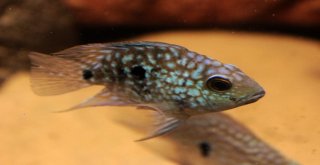 (Özel) Vanda ‘Akvaryum Müzesi Kuruldu