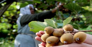 Kurak Hava Kivide Erken Hasat Başlattı