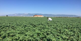 Söke Ziraat Odasından Pamukta Ballık, Zeytinde Sinek Uyarısı
