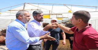 Besiciler Satışlardan Memnun, Yem Fiyatlarından Şikayetçi